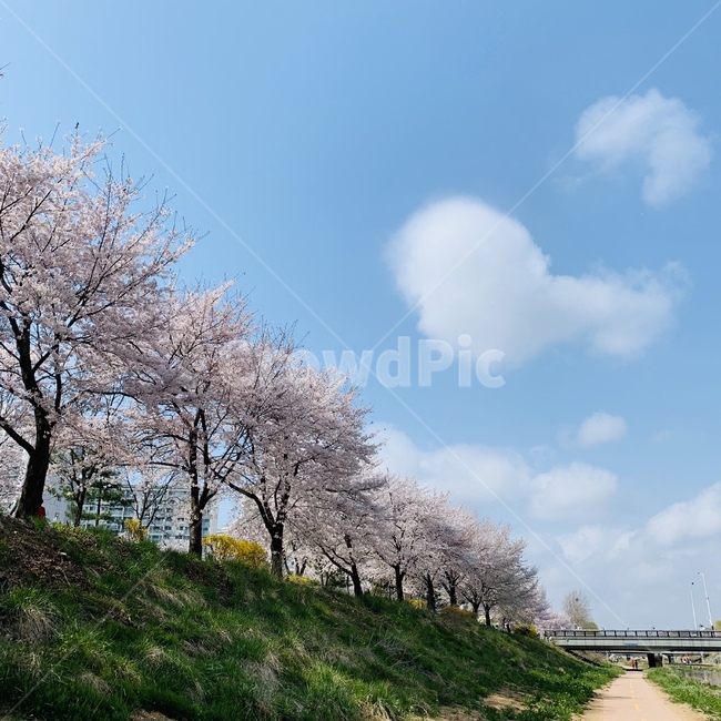 하늘,벚꽃,봄,꽃,자연,풍경,식물,파란색,분홍색,배경,감성,spring,plants,nature,flower,tree,다리,길,초록색,구름