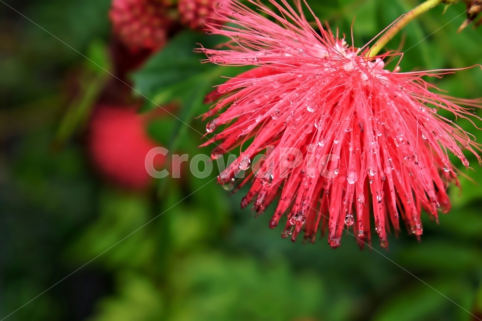 케리안드라,콩과식물,볼리비아원산,빗방울,붉은색,꽃,식물,calliandra,calliandrahacmatoccphala,beautiful,plant,flower,식물,자연,plants,nature,꽃,flower