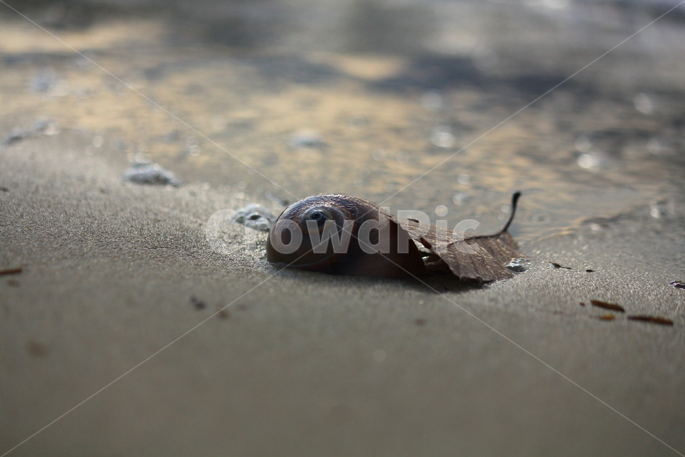 감성,그리움,추억,바닷가,해변,동물,animal