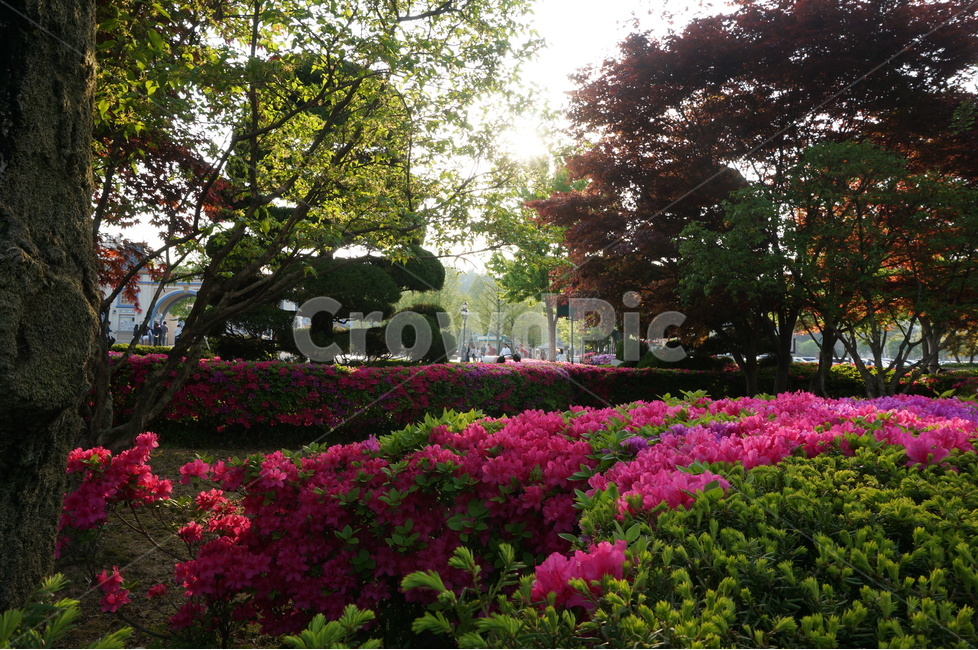 꽃,빨간색,빨간꽃,화단,나무,해질녘,자연,풍경,nature,landscape,outdoors,옥외,garden,정원,arbour,정자