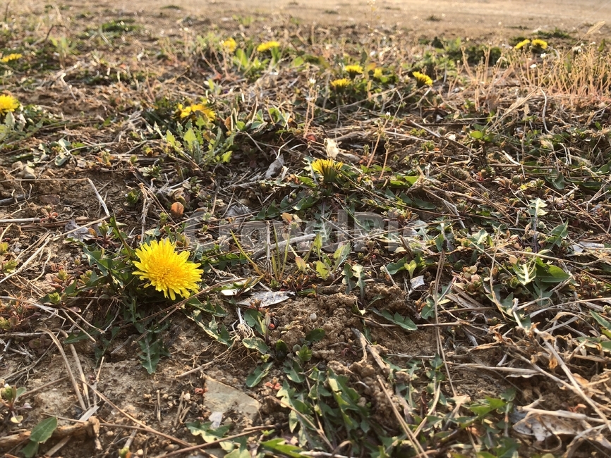 민들레,노란꽃,자연,따뜻함,고요함,생명력,dandelion,yellowflower,nature,warm,silence,vitality
