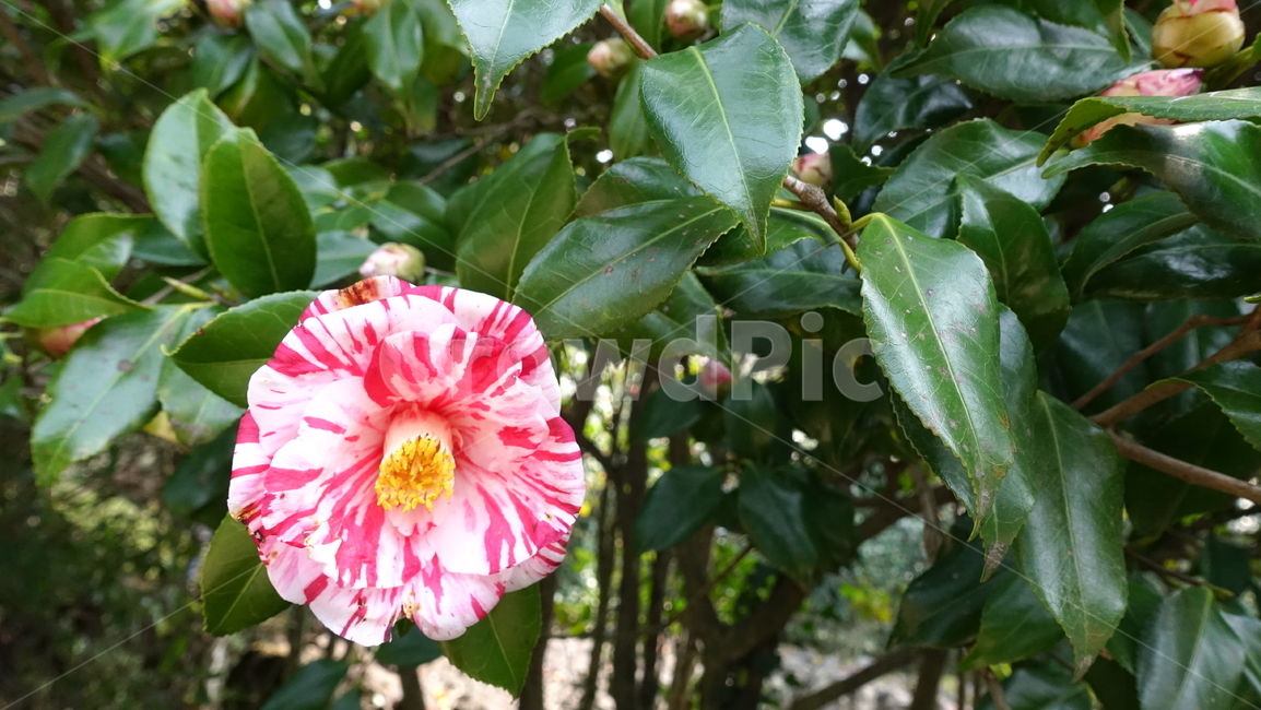 꽃,flower,camelia,plant,nature,식물,자연,blossom,꽃송이,얼룩,pink,white