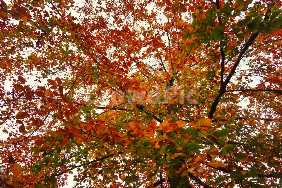 가을,나뭇잎,잎,leaf,tree,나무,단풍,빨강,red
