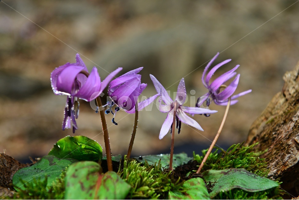 plant,식물,blossom,얼레지,얼레지꽃,보라색,야생화,자연,봄꽃,봄,flower,꽃,식물,자연,plants,nature,꽃,flower