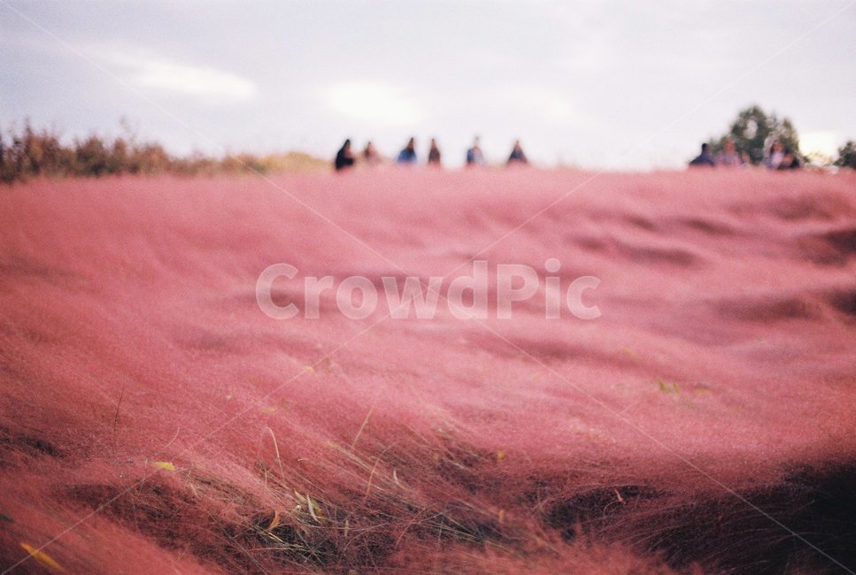 자연,필름,감성,핑크뮬리,감성사진,필름사진,바람,꽃,가을,계절,fall,autumn,season,자연,풍경,nature,landscape,감성,sensible,feeling,색깔,색상,색채,색감,color sense,color sensitivity,feeling of color,outdoors,옥외,soil,흙,sand,모래,land,땅