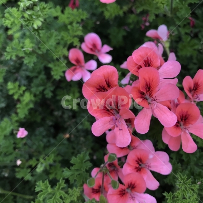 랜디제라늄,페라고늄랜디,랜디,펠라고늄,PelargoniumRandy,쥐손이풀과,열대성초화,열대꽃,식물,ScentedGeranium,선홍꽃,꽃,Flower,식물,자연,plants,nature,꽃,flower