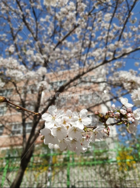 벚꽃,벚꽃놀이,벚꽃구경,벚꽃축제,벚꽃엔딩