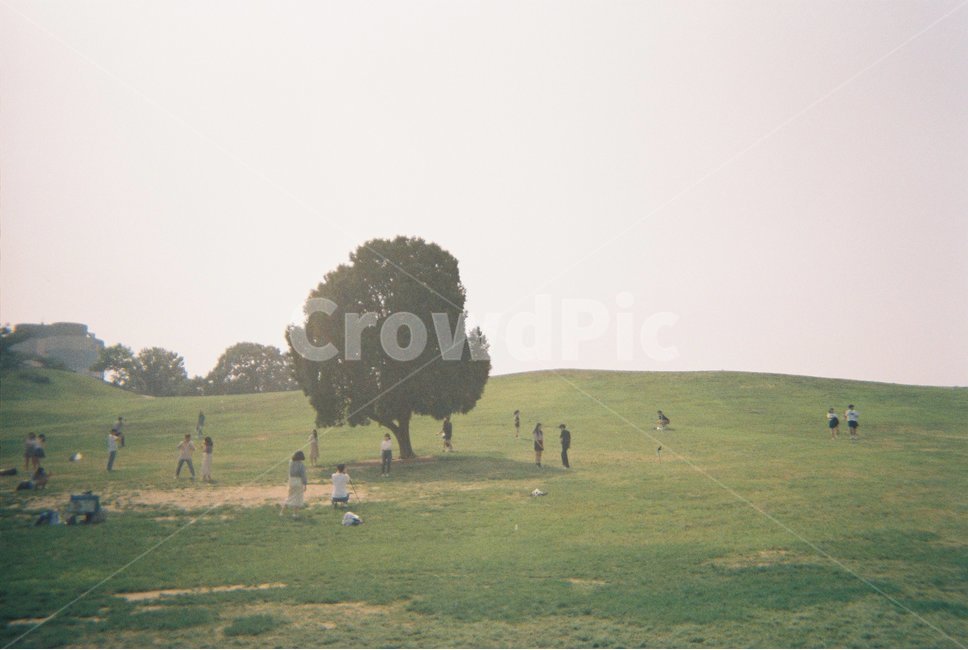 나무,공원,올림픽공원,나홀로나무,초록,풀,감성사진,필름카메라,자연,풍경,nature,landscape,한국자연풍경,한국자연경관,korea nature landscape,식물,plants,나무,trees,wood,감성,sensible,feeling,plant,grass,잔디,human,인간,person,사람,lawn,outdoors,옥외,park