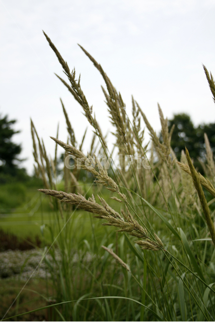 산조풀,식물,plants,nature,풀,바람,감성,식물,자연,plants,nature