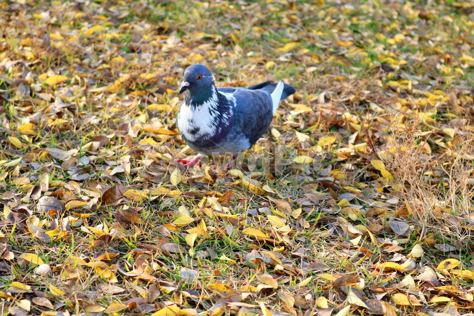 비둘기,새,조류,동물,낙엽,풀밭,풀,가을,가을,계절,fall,autumn,season,동물,animal,조류,새,birds,bird