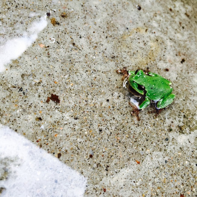 개구리,산개구리,청개구리,양서류,자연,자연물,동물,animal,파충류,양서류,reptile,amphibian