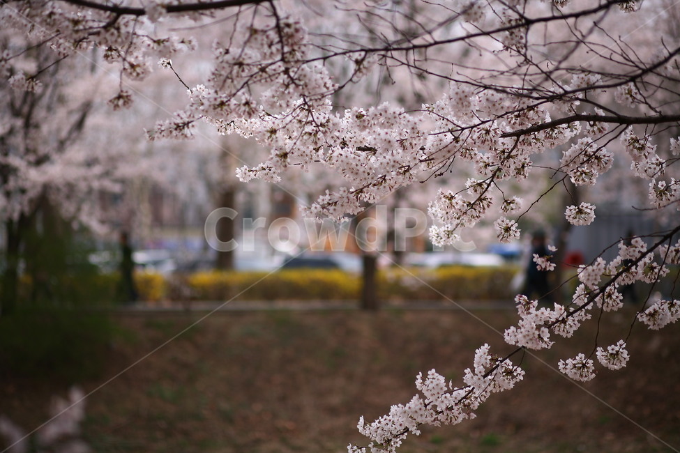 plant,식물,flower,꽃,blossom,벚꽃,봄,식물,자연,plants,nature,꽃,flower