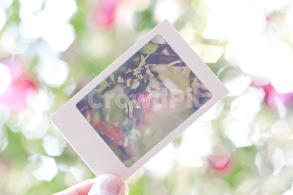 flower,꽃,식물,폴라로이드,동백꽃,식물,자연,plants,nature,꽃,flower