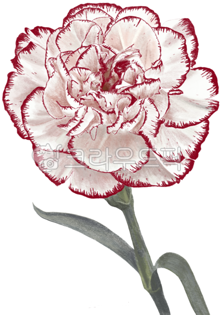 Carnation,white carnation,flower,white flower,illustration,flower illustration,plant illustration,nature,drawing,leaf,design,object,graphic,design source,plants,carnation illustration,carnation drawing