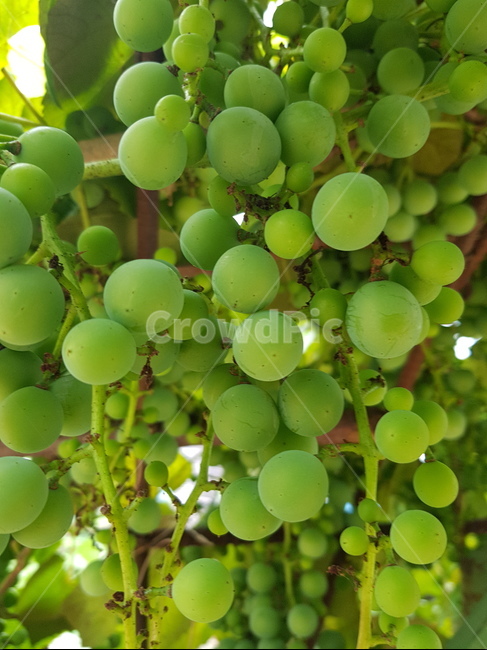 포도,청포도,과일,여름,상큼함,맛있는,싱싱함,포도알,예쁜,과일,열매,fruit