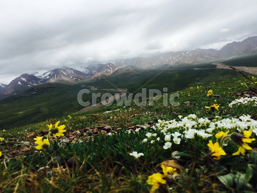 알래스카,꽃,만년설,자연,길,대자연,nature,outdoors,들,옥외