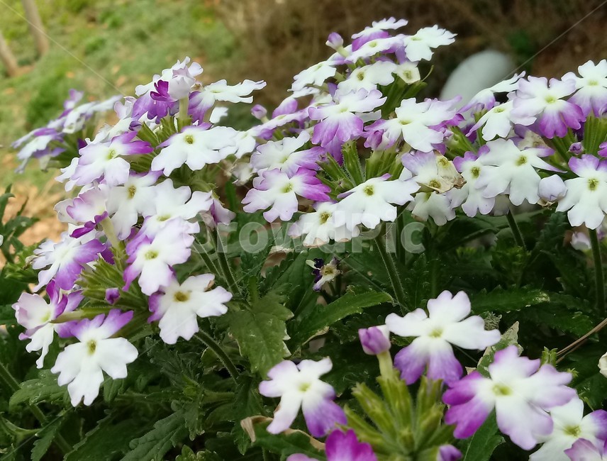 제라늄,양아욱,제라니움,geranium,쥐손이풀과,꽃아욱,관상용