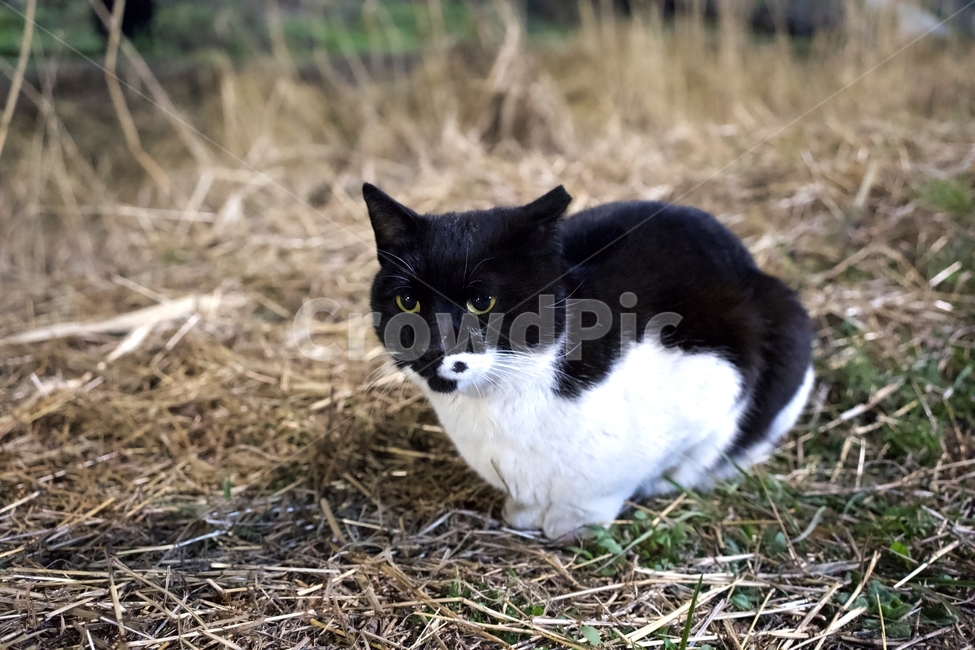 고양이,애완동물,animal,cat,길냥이,동물,야외,nature,straycat,pet