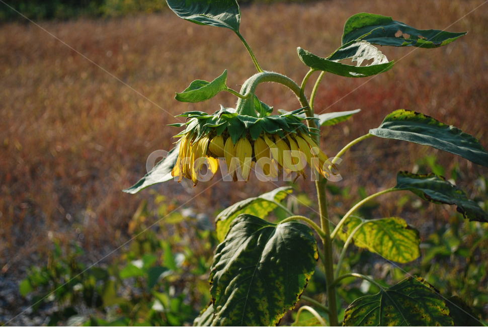 해바라기,꽃,가을,고개숙인,노란색,식물,자연,plants,nature,꽃,flower