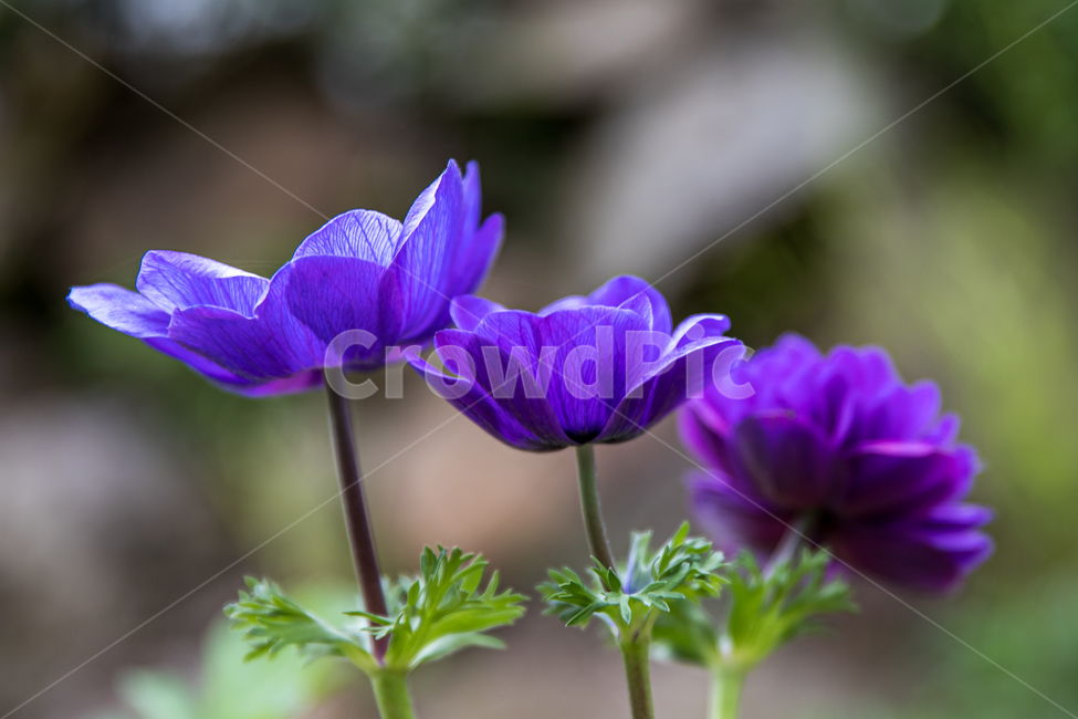 식물,꽃,plant,flower,blossom,식물,자연,plants,nature,꽃,flower