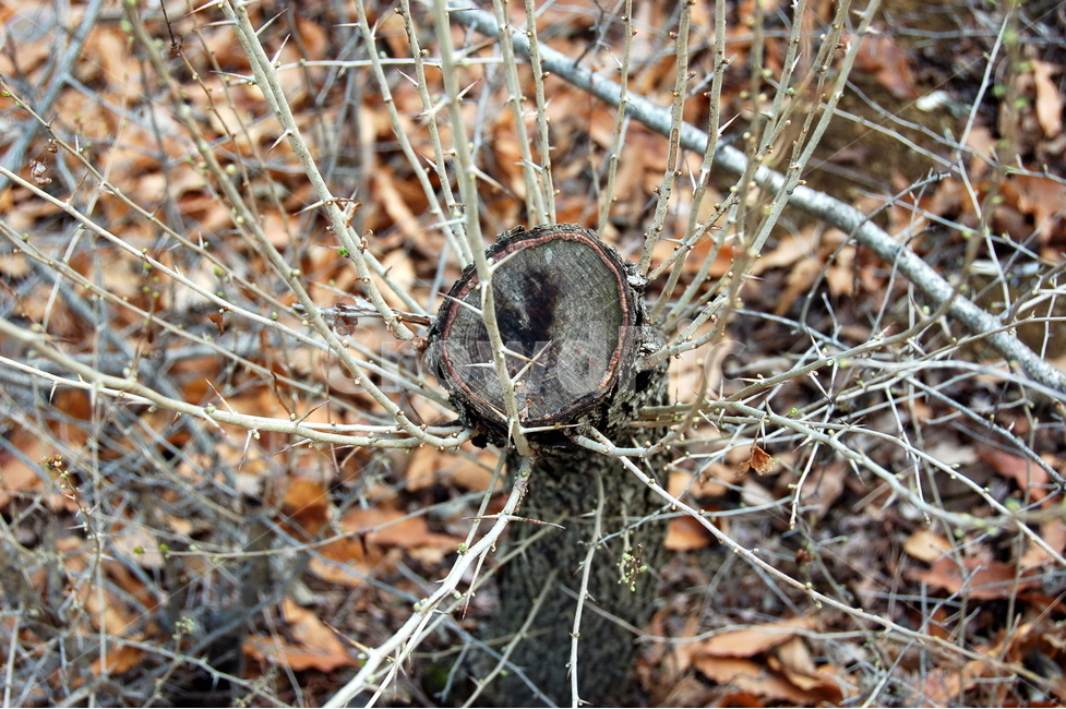 봄,자연,식물,나무둥지,가지,식물,자연,plants,nature