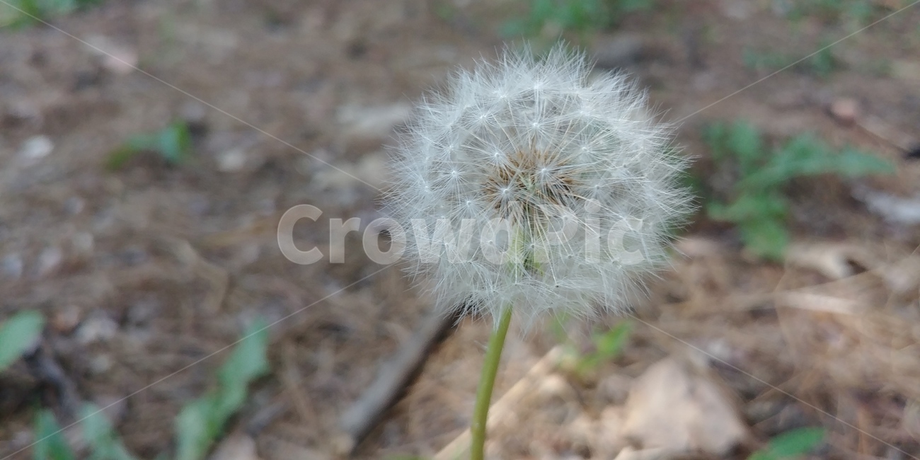 민들레,민들레씨,꽃,식물,민들레꽃,공원,봄,풀,flowers,plant,park,dandelion,spring,자연,plants,nature,식물,자연,plants,nature