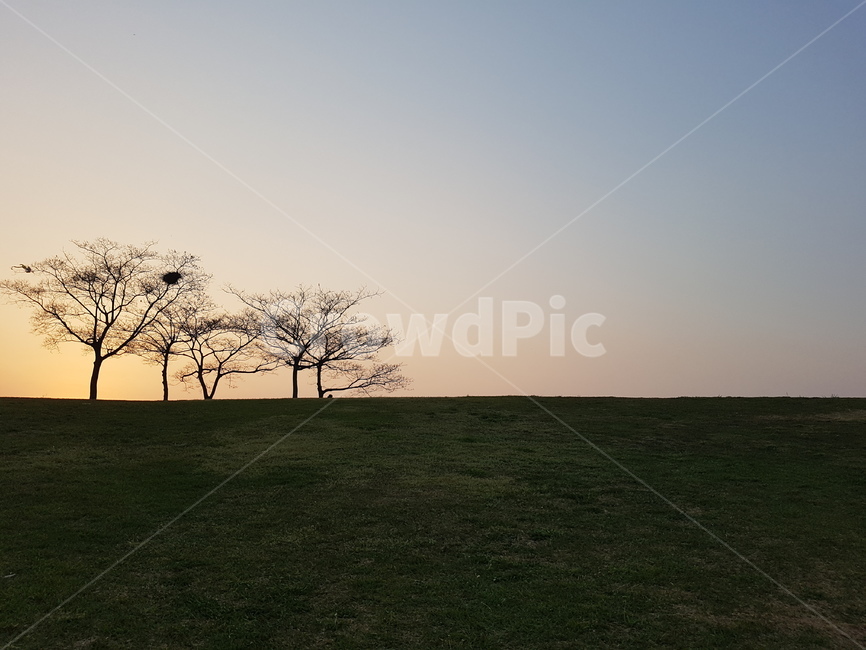 tree,나무,nature,식물,자연,일몰,석양,노을,자연,풍경,nature,landscape,plant,outdoors,옥외