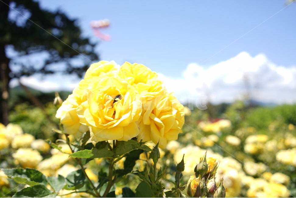 장미,꽃,꽃밭,봄,하늘,봄,계절,spring,season,식물,자연,plants,nature,꽃,flower,blossom,rose,plant