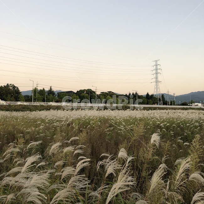 갈대,갈대밭,가을,노을,자연,바람,여유,힐링,감성사진,fall,breeze,healing,sentinental,sunset,autume