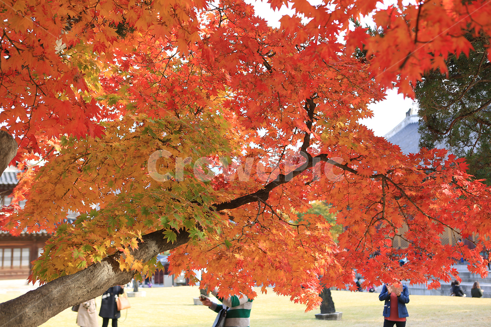 가을,단풍,덕수궁,궁,나무,fall,autumncolors,palace,tree,가을,계절,fall,autumn,season,식물,자연,plants,nature,나무,trees,wood,plant,maple,leaf,잎