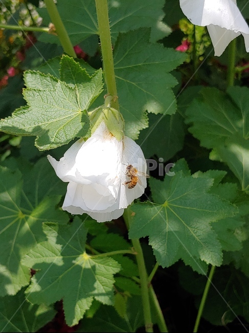곤충,식물,꽃,벌,길거리풍경