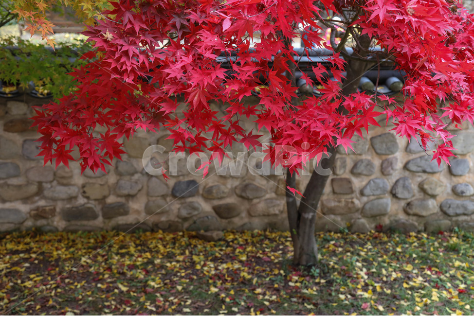 단풍,전주향교,은행잎,가을,감성사진,가을향교,가을,계절,fall,autumn,season,한국전통,한국문화,korean traditional,korean culture,건축물,건물외관,exterior,building,structure,architecture,construction,plant,식물,leaf,잎,tree,나무,maple