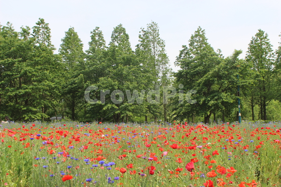 양귀비,수레국화,꽃밭,꽃,flower,flowers