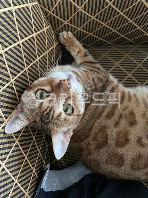 Meow,pattern,plywood,house,interior,striped cat,pet cat,mammal,furniture,cat,stripe,wood,pet,table,abyssinian,hardwood,dog cat,profile,portrait,home,Pets,Abyssinian,animal,family,mammalia