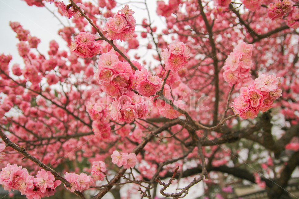홍매화,봄,꽃,자연,풍경,감성사진,매화,매화나무,매화꽃,봄,계절,spring,season,식물,자연,plants,nature,꽃,flower,감성,sensible,feeling,plant,blossom,cherry blossom,벚꽃