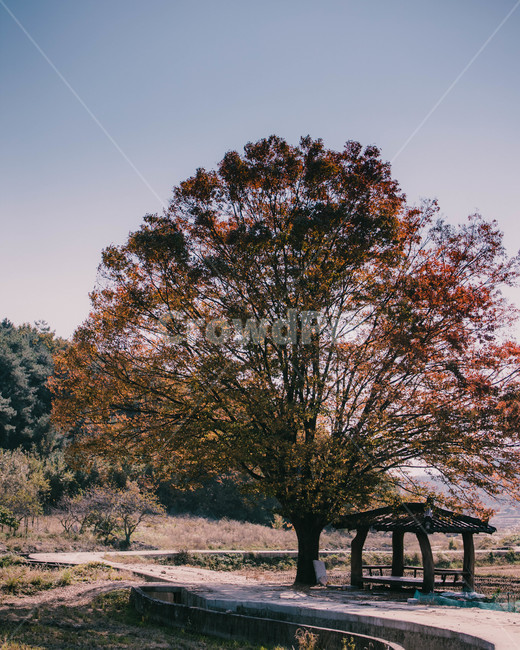reed,grass,lawn,산,하늘,나무줄기,나무,plant,식물,treetrunk,tree,가을,계절,fall,autumn,season,자연,풍경,nature,landscape,tree trunk,나무 줄기