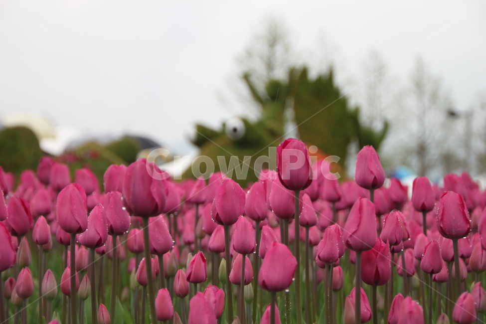 plant,식물,blossom,flower,꽃,tulip,튤립,식물,자연,plants,nature,꽃,flower