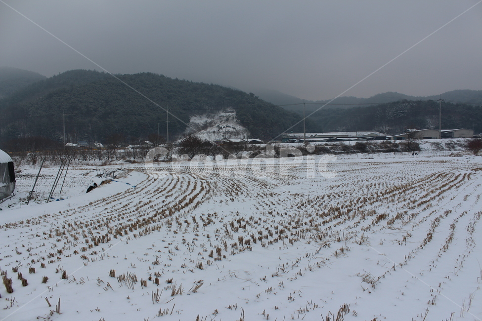 겨울,겨울풍경,눈,분위기,snow,겨울아침,시골풍경,한겨울,snowing,풍경,자연,landscape,계절,색감