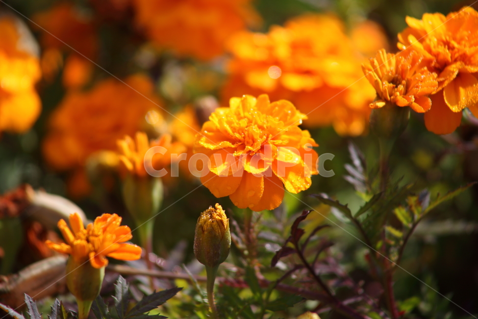 메리골드,꽃,식물,marigold,국화과,만수국,식물,자연,plants,nature,꽃,flower