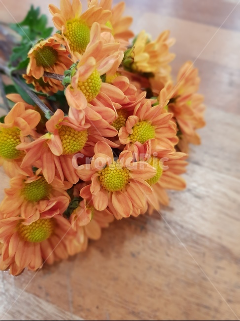 꽃,플라워,flower,국화,가을,소국,주황,꽃,flower