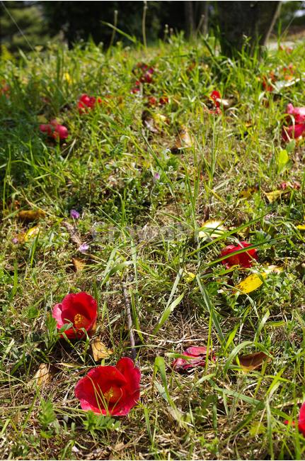 동백,식물,flower,plants,nature,꽃,꽃봉오리,color,낙화,꽃,flower