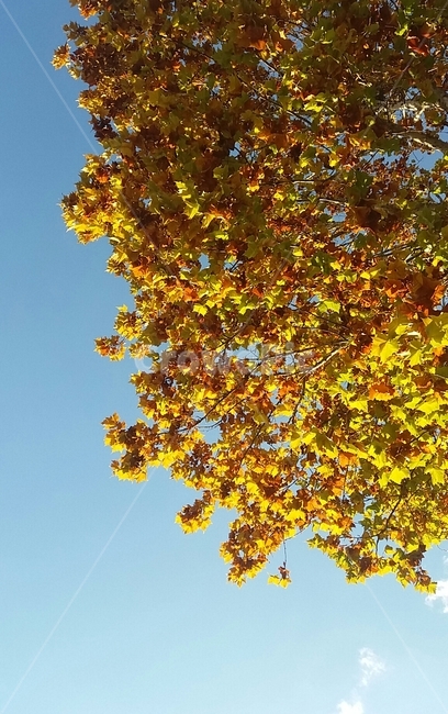 나무,단풍,울긋불긋,가을,하늘,fall,sky,tree