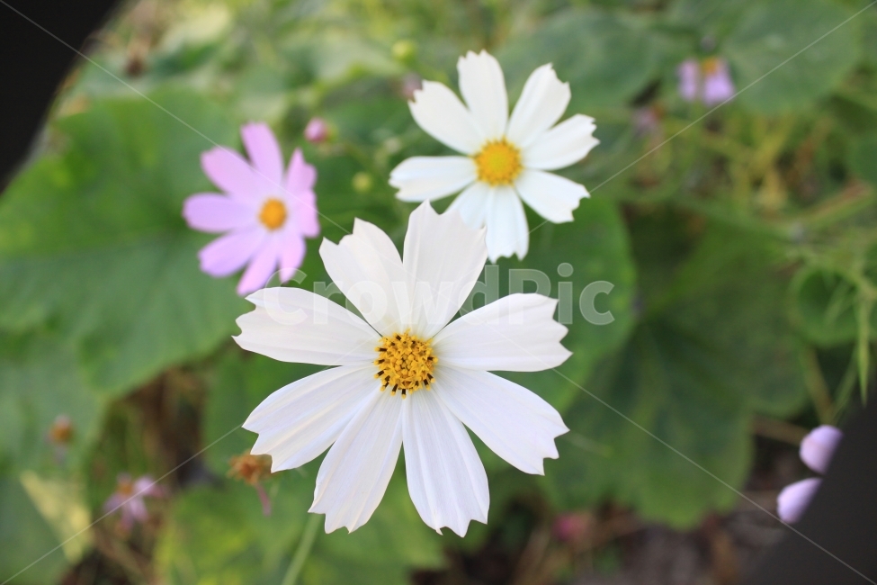 가을,코스모스,꽃,낭만,가을풍경,가을,계절,fall,autumn,season,식물,자연,plants,nature,꽃,flower,plant