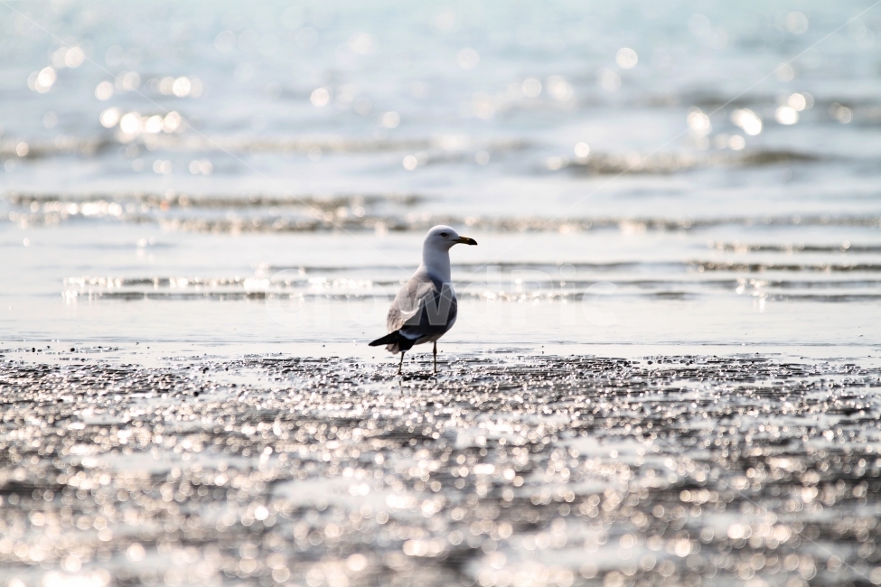 갈매기,바다,갯벌,자연,감성,새,해변,바다,beach,sea,동물,animal,조류,새,birds,휴식,힐링,rest,relaxation,healing