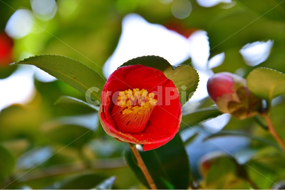 plant,식물,flower,rose,blossom,꽃,봄,계절,장미,식물,자연,plants,nature,꽃,flower