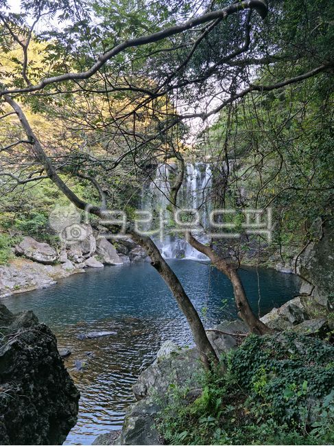 제주,제주도,나뭇가지,나무기둥,호수,폭포,돌,바위,암석,절벽,낭떠러지,숲,숲속,언덕,산,자연,식물,물줄기,계곡물,계곡,나무,물,초목,연못,나무줄기,천제연폭포,제2폭포,천제연제2폭포