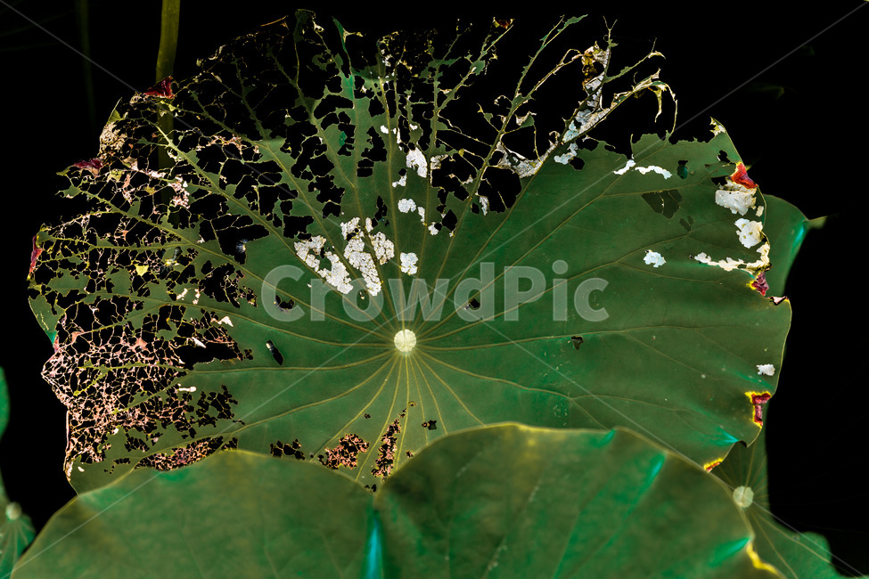 연잎,문양,무늬,패턴,퇴색,식물,자연,plants,nature