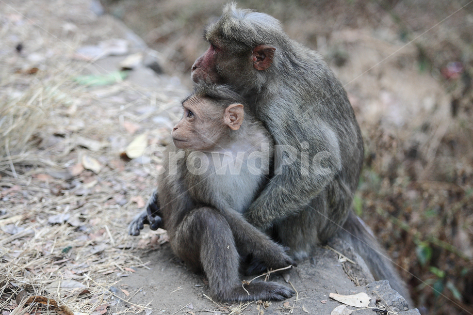 원숭이,가족,동물,야생동물,monkey,동물,animal,포유류,mammal