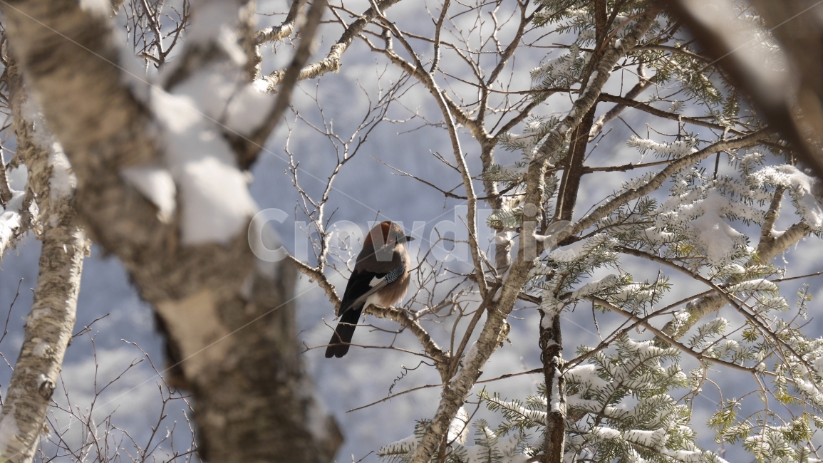 눈산,눈꽃,새,풍경,겨울,겨울산,나무,숲속,산,여행,겨울,계절,winter,season,동물,animal,조류,새,birds