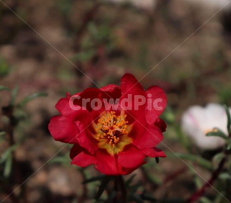 꽃,양귀비,자연,식물,plant,flower,red,nature,spring